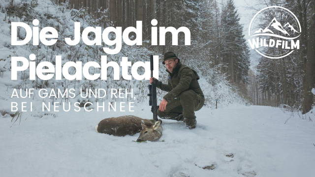 Die Jagd im Pielachtal auf Gams und Reh bei Neuschnee