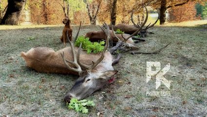 Teil 5 - 50 JAHRE UNGARN - Heikos Rothirschjagden 2024 - DER "OHNE ERDWESPEN HIRSCH"