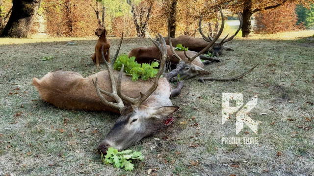 Teil 5 - 50 JAHRE UNGARN - Heikos Rothirschjagden 2024 - DER "OHNE ERDWESPEN HIRSCH" 