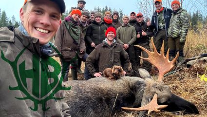 Elchjagd in schwedisch Lappland -  Bullen satt 