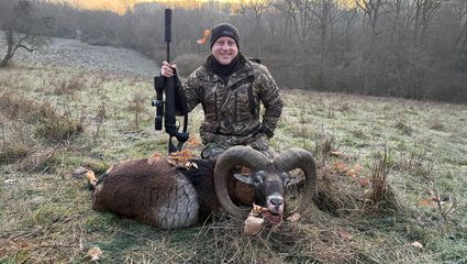 Atemberaubende Jagd zur Muffelbrunft - Drei Einser Widder im Dezember