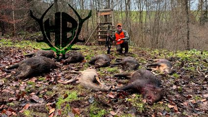 Traumdrückjagd - 7 Frischlinge für Gerold