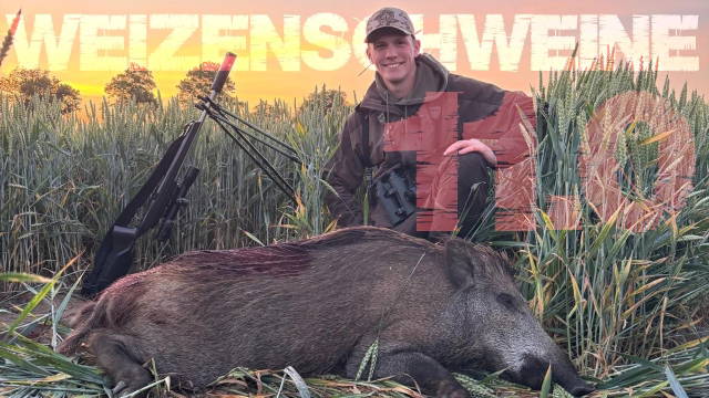 Weizenschweine 11.0