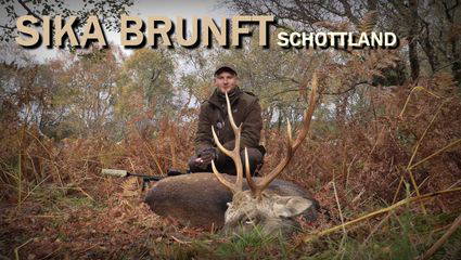 Sika Brunft 2025 - Schottland Teil 1