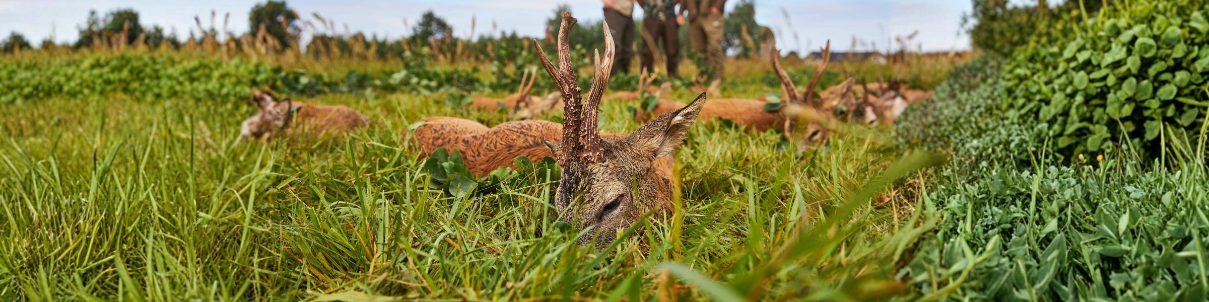 Bockjagd in Schlesien 