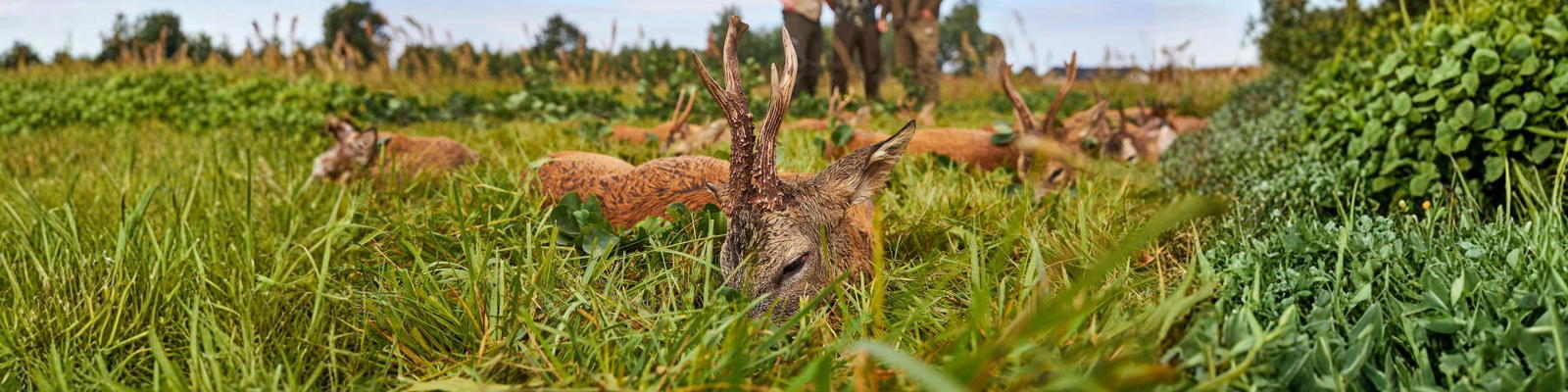 Bockjagd in Schlesien 2026