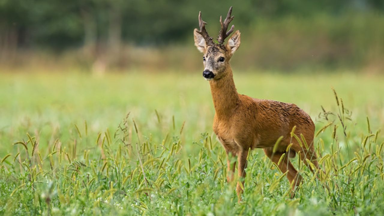 Bockjagd in Schlesien 