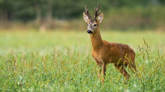Bockjagd in Schlesien  2026