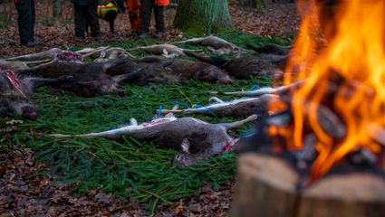 Drückjagd des Jahres – Hundeführer Action mitten in der Dickung!