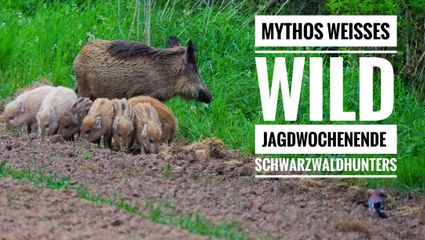 Mythos weißes Wild | Würdest du weißes Wild erlegen? | Zu Gast bei guten Jagdfreunden