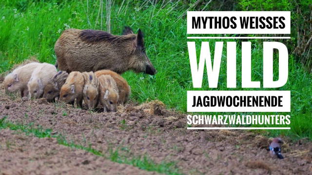 Mythos weißes Wild | Würdest du weißes Wild erlegen? | Zu Gast bei guten Jagdfreunden
