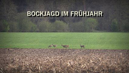 Bockjagd im Frühjahr