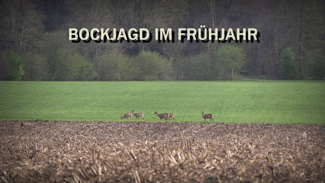 Bockjagd im Frühjahr