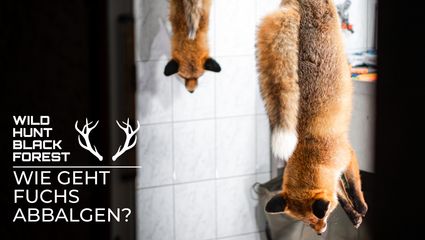 Wie geht Fuchsabbalgen?!