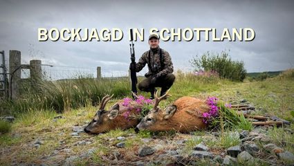 Bockjagd in Schottland #2