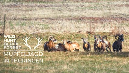 Muffeljagd in Thüringen