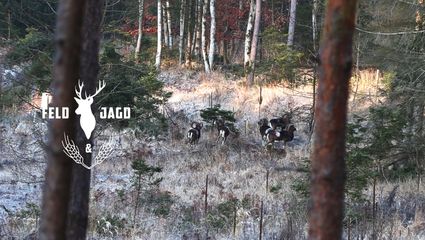 Muffeljagd in Thüringen - Feld und Jagd 