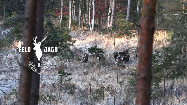 Muffeljagd in Thüringen - Feld und Jagd 