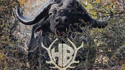 Gernots Traum - Büffeljagd in Thaba Tholo