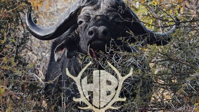 Gernots Traum - Büffeljagd in Thaba Tholo