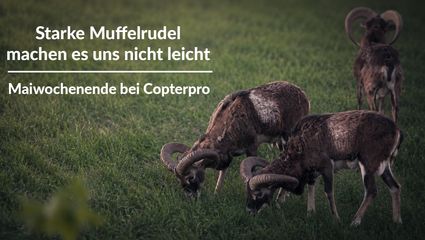 Starke Muffelrudel machen es uns nicht leicht - Maiwochenende bei Copterpro