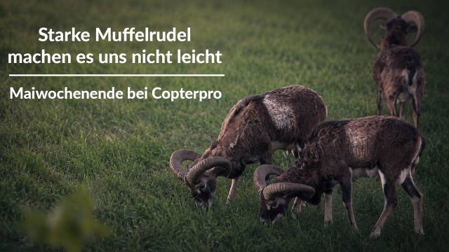 Starke Muffelrudel machen es uns nicht leicht - Maiwochenende bei Copterpro