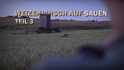 Weizenpirsch auf Sauen in Mecklenburg-Vorpommern Teil 3