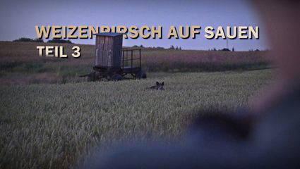 Weizenpirsch auf Sauen in Mecklenburg-Vorpommern Teil 3
