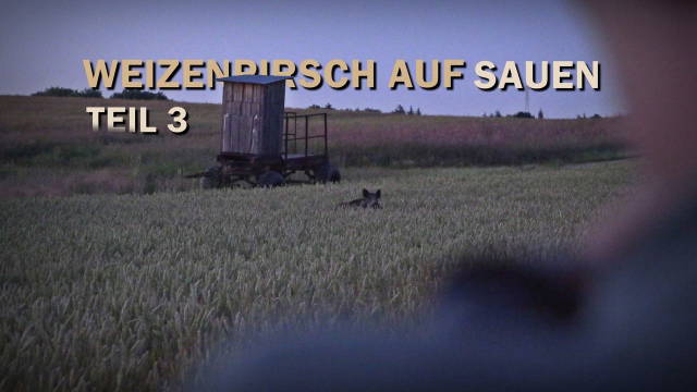 Weizenpirsch auf Sauen in Mecklenburg-Vorpommern Teil 3