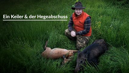 Ein Keiler & der Hegeabschuss - Saujagd im hellen, das Ergebnis guter Hege?