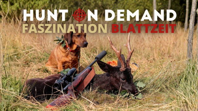 Faszination Blattzeit I Die spannendste Zeit der Bockjagd!