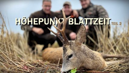 Höhepunkt Blattzeit in Mecklenburg Vorpommern Teil 2