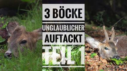 3 BÖCKE – EIN UNGLAUBLICHER AUFTAKT! | Bockjagd 2026 | Teil 1 | Schwarzwaldhunters
