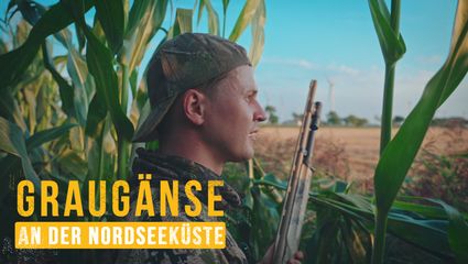 Graugänse im Anflug – Jagd an der Nordseeküste