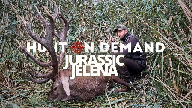 Hirschbrunft in den Donauauen I Best of JURASSIC JELENA