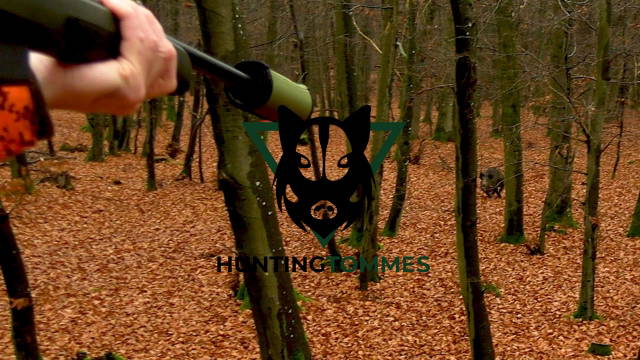 Sauen, Sonne, Eifel:  Drückjagd im Herbstwald