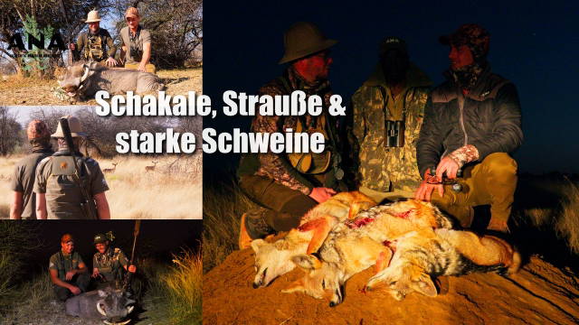 Die wilde Kombi-Schakale, Strauße und starke Schweine