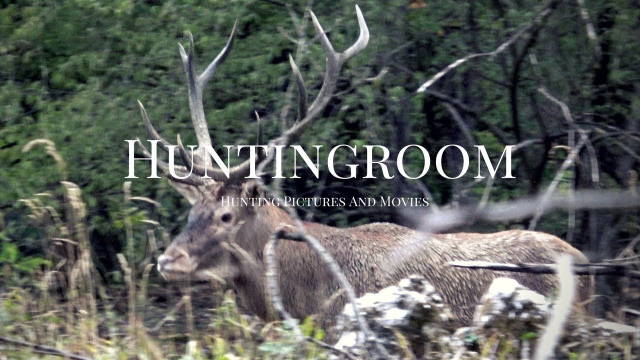 Hirschbrunft in Ungarn - Teil 1/2