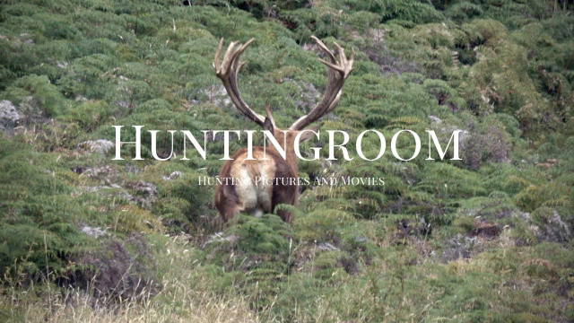 Hirschbrunft in Neuseeland 