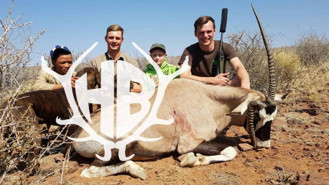 auf abnorme Oryx in Namibia