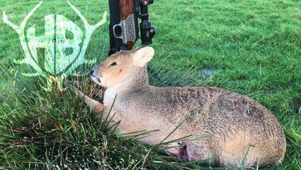 Jagd auf chinesische Wasserrehe 