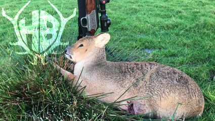 Jagd auf chinesische Wasserrehe 