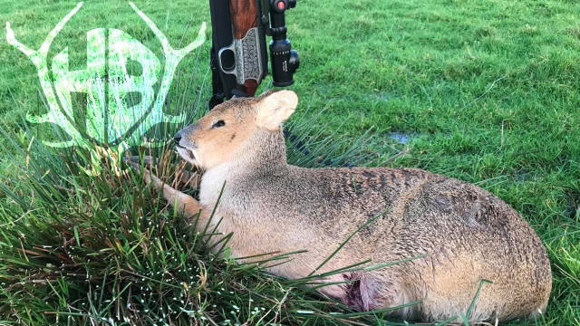 Jagd auf chinesische Wasserrehe 