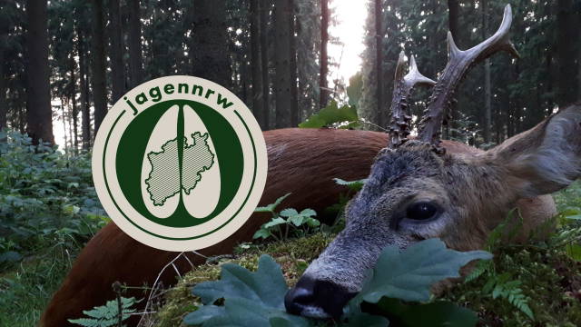 Bockjagd im Juni - der Starke im Rotwildrevier