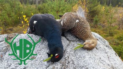 Birkhahnjagd in Lappland