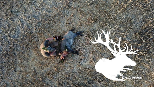 Jagd Dreispross VLOG #3