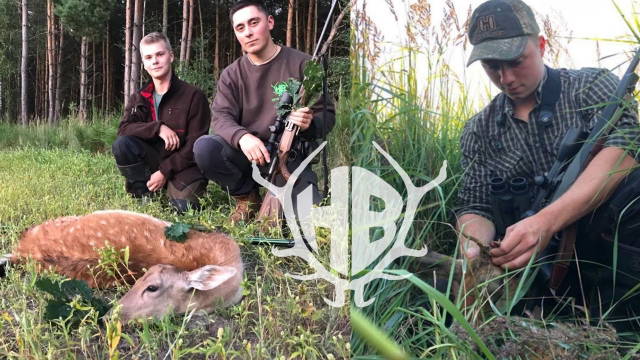 Damwild- und Rehbockjagd im Juli