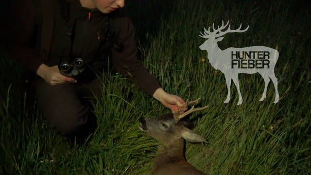 Bestätigter Rehbock - Auf der Jagd im Industriegebiet  