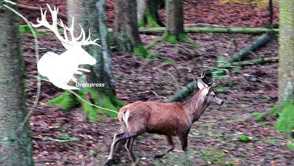 BEST OF DRÜCKJAGD - Jagd im Huntingroom