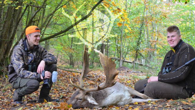 Damwildbrunft im Forstgut Reilmann - Tjorvens HOD-Gewinn